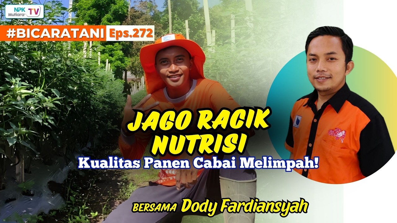 Teknik Nutrisi Intensif Cabai Ala Pak Guru Dody Agar Panen Melejit | BicaraTani #272