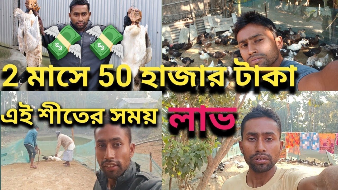 এই শীতের সময় 2 মাসে 50 হাজার টাকা লাভ করলাম || Village Duck farming Bangla Vlog Video || 
