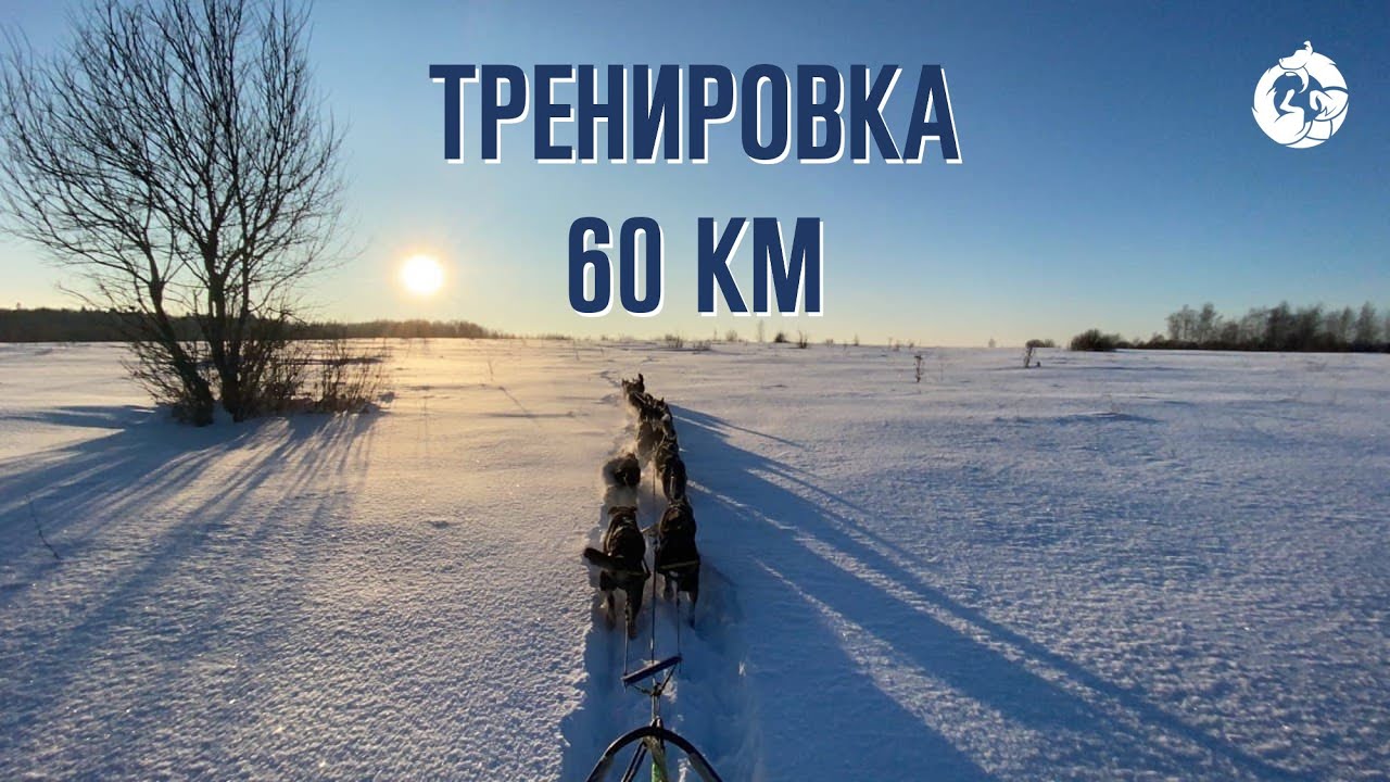 Тренировка ездовых собак «Уроборус» 60 км 12 собак | Аляскинские хаски