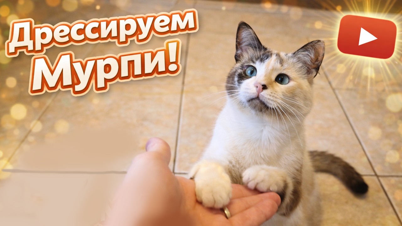 Говорили, что кошек не научить… Мурпи доказала обратное