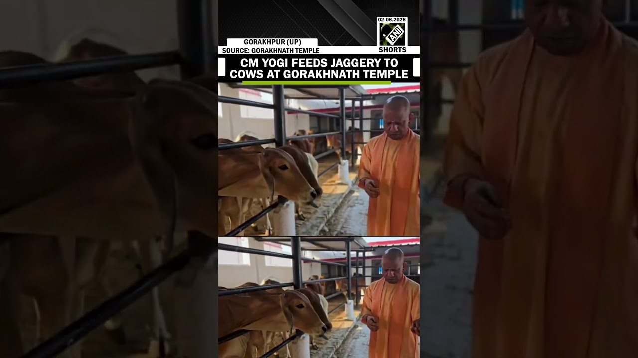 Watch: UP CM Yogi Adityanath feeds Jaggery to cows at Gorakhnath Temple