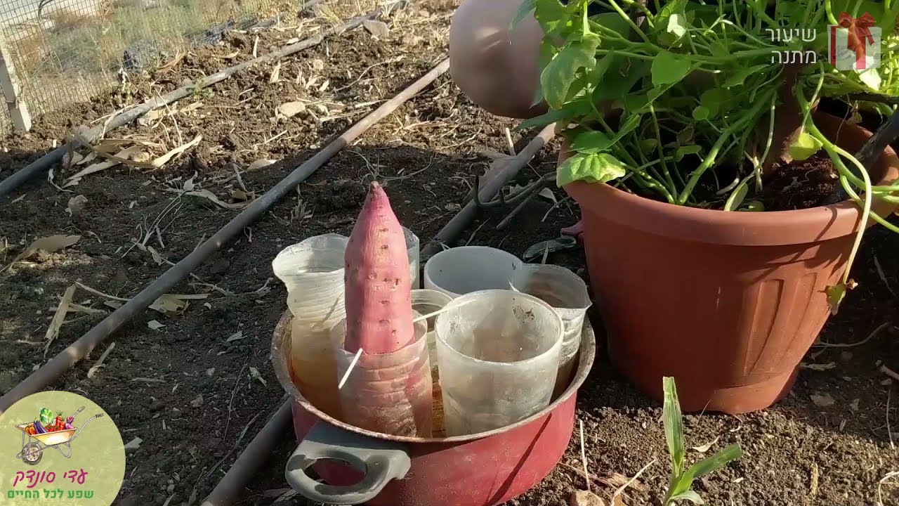 איך מגדלים בטטות