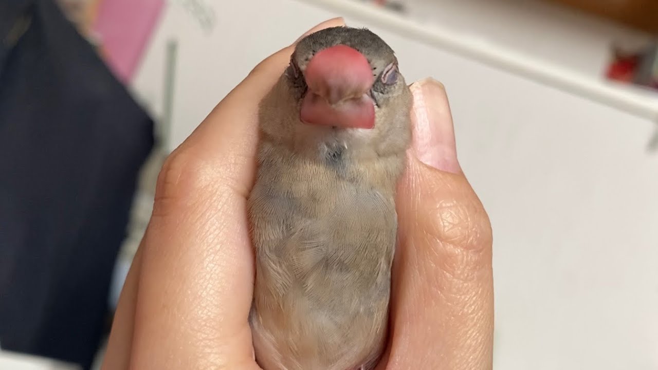 マツタケブンチョウ