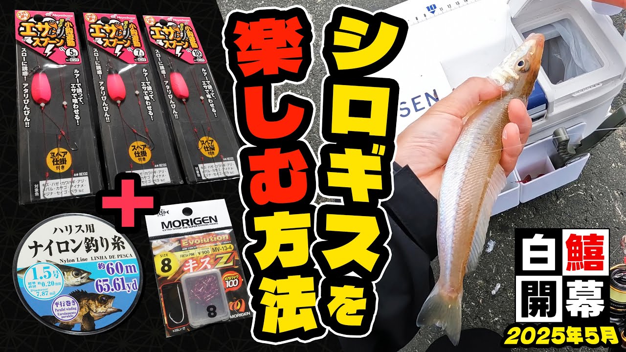 【デカギス接岸】ダイレクト感爆上がりの仕掛けでシロギスライトゲーム（2025年5月）