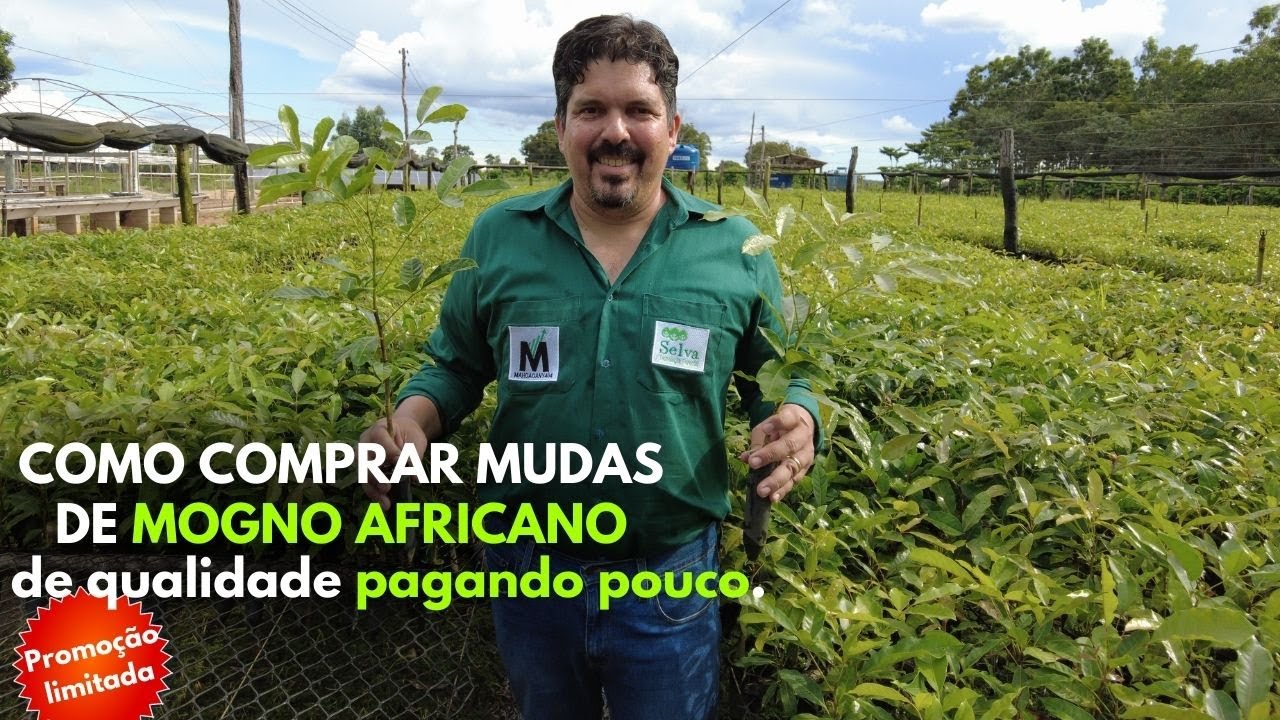 COMO COMPRAR MUDAS DE MOGNO AFRICANO DE QUALIDADE E PAGANDO POUCO