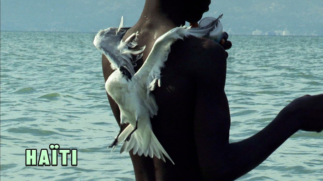 Ils pêchent des oiseaux pour sortir de la pauvreté