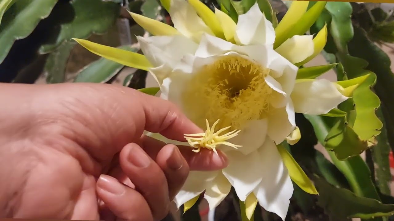 Pollinating physical graffiti with 2-year-old pollen