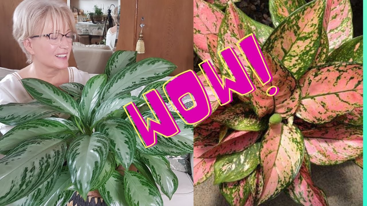 Aglaonema - uprawa i pielęgnacja / 2021
