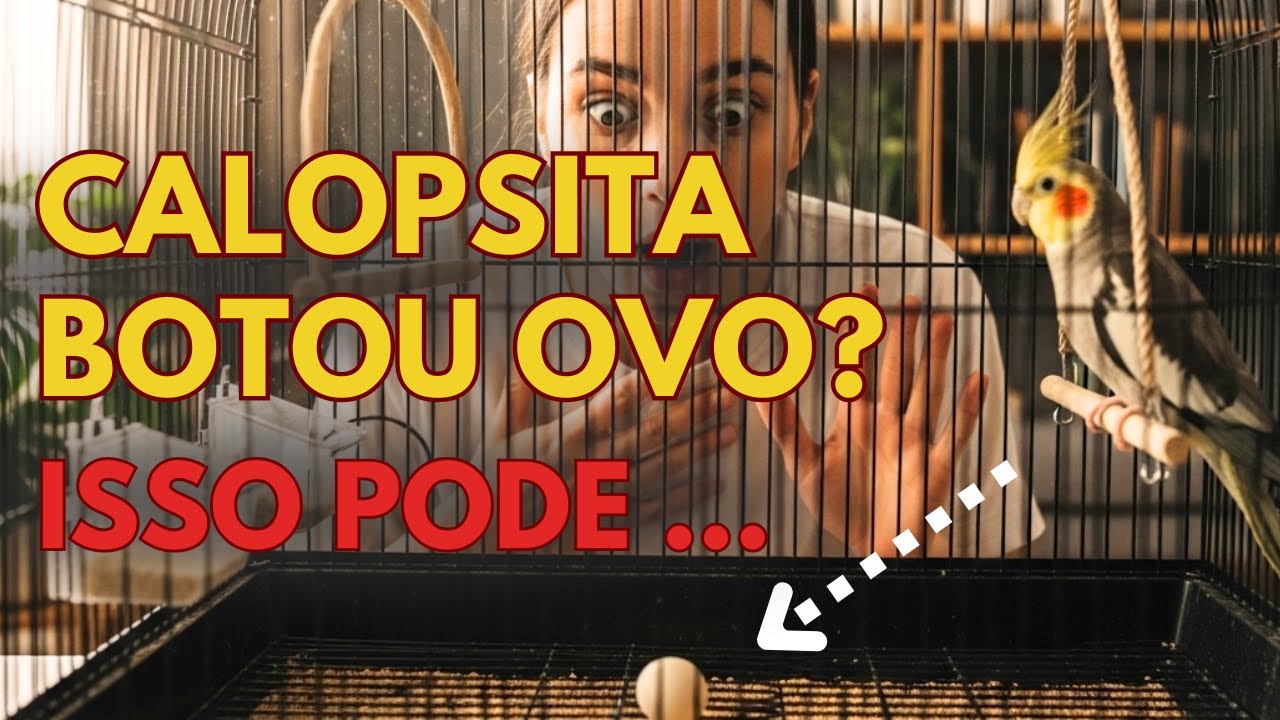 Calopsita Botou Ovo? Descubra o Que Fazer e Cuide Bem da Sua Ave! 🐦