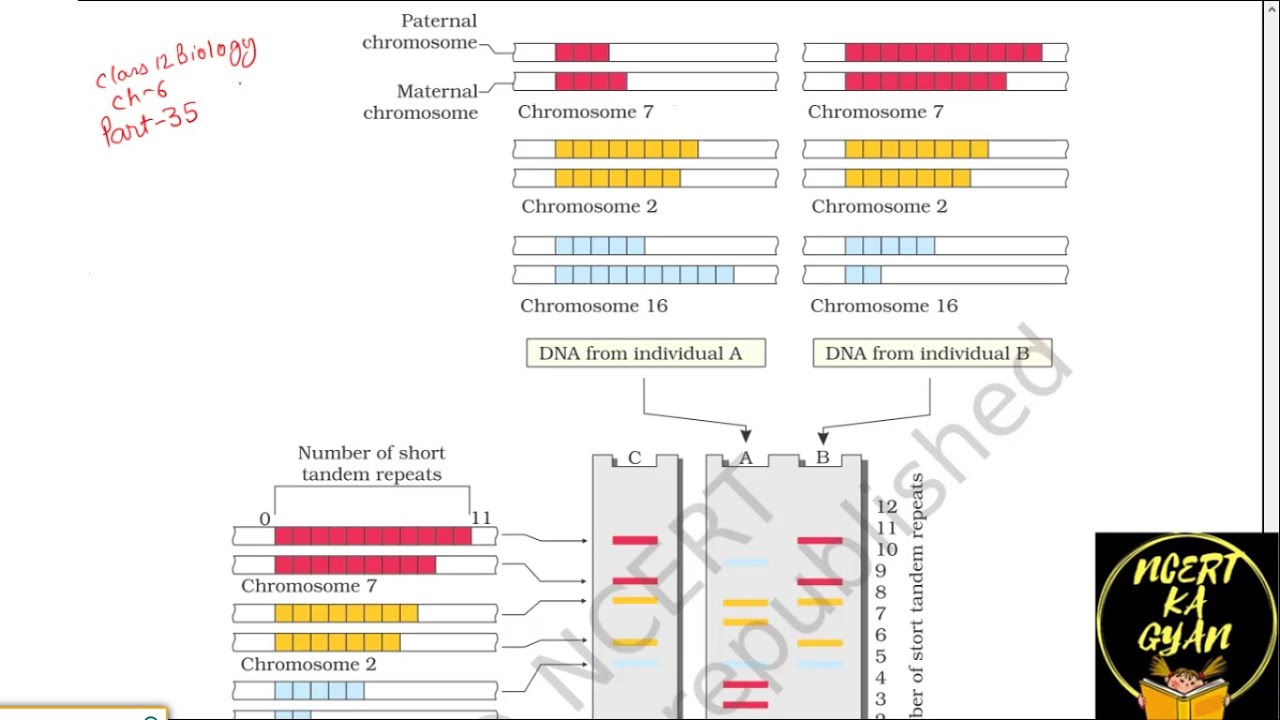 PART-35 DNA FINGERPRINTING-NCERT DIAGRAM||CHAPTER 6 NCERT CLASS 12TH BIOLOGY