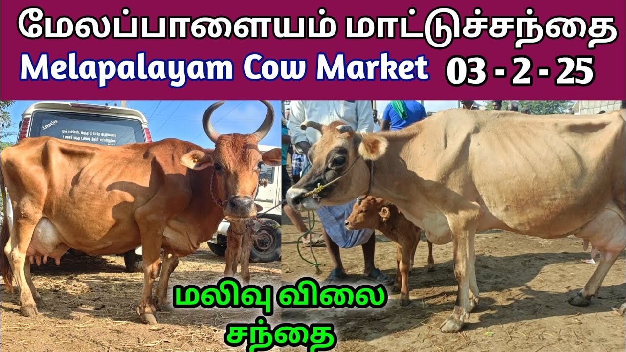 3 - 2 - 2025 | மேலப்பாளையம் மாட்டுச்சந்தை | Melapalayam Cow Market | @kalnadaitholan | Cow market