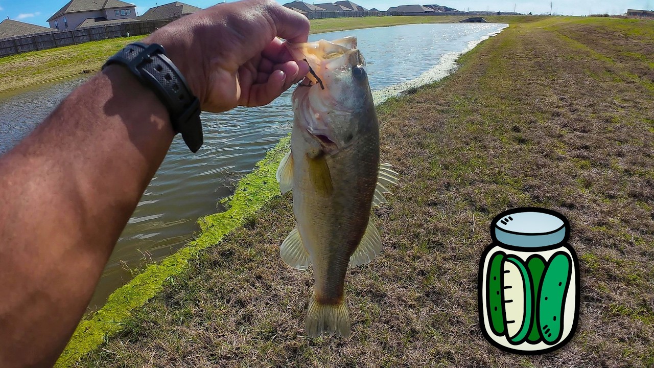 Catching Ditch Pickles PT. 1