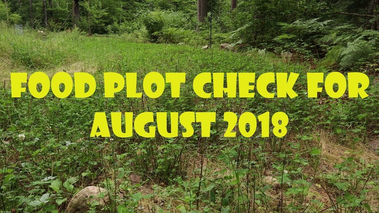 Food Plot Check for August 2018