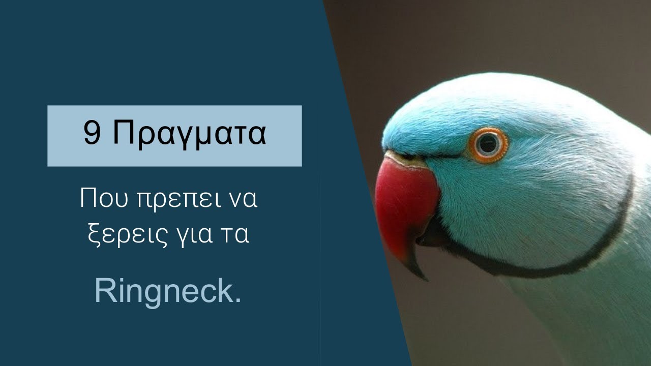 9 Πράγματα που πρέπει να ξέρεις για τα ringneck.