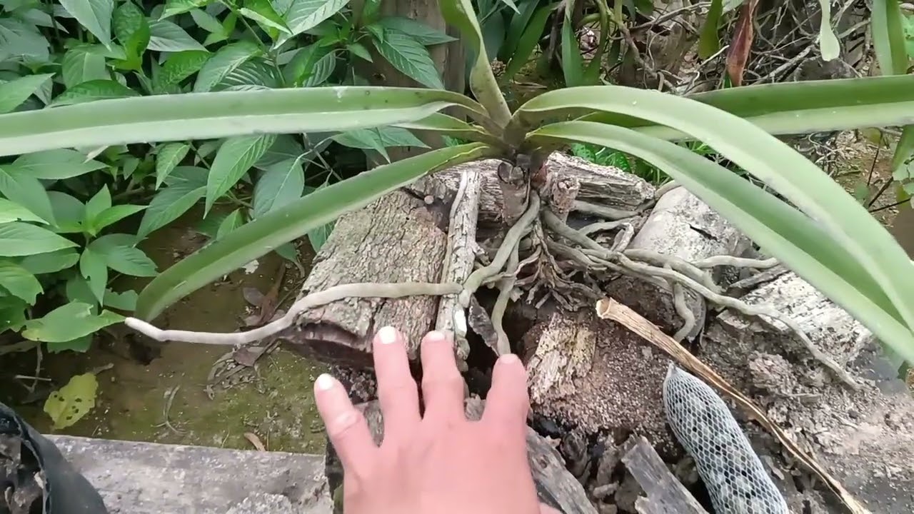 Vườn quế tháng 8 được sang chủ mới 