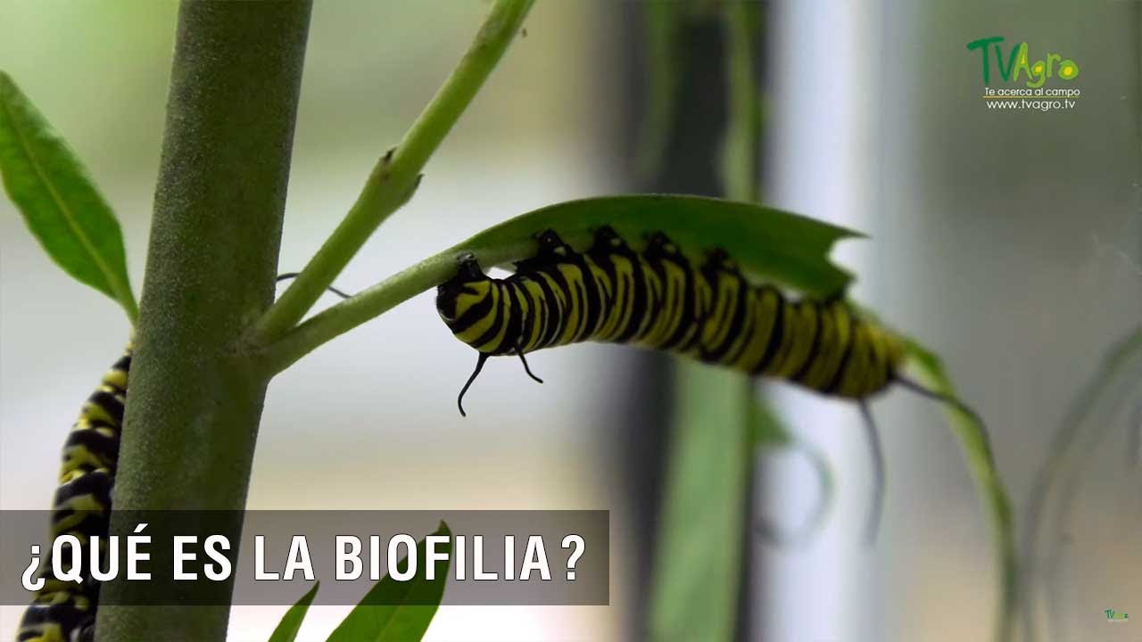 Qué es la biofilia - TvAgro por Juan Gonzalo Angel Restrepo