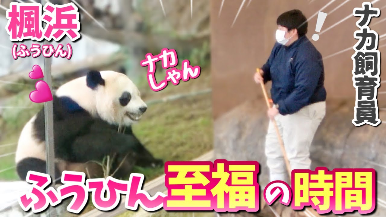 【パンダアイドル楓浜】ナカ飼育員が大好きな理由はコレ❗️掃除中でもずっとふうを見てくれる🐼この安心感がたまらん♡
