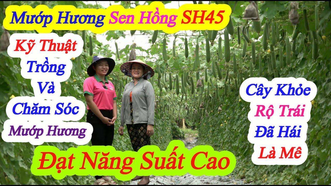 Mướp Hương Sen Hồng SH45, Tại Bình Tân - Vĩnh Long, Tháng 3/2022