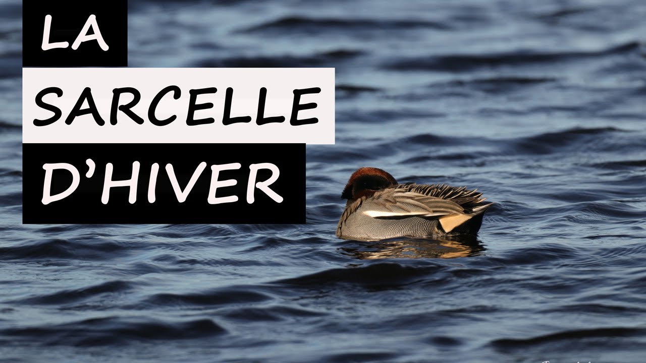 La SARCELLE D'HIVER (Anas crecca) / Eurasian teal    #baiedesomme