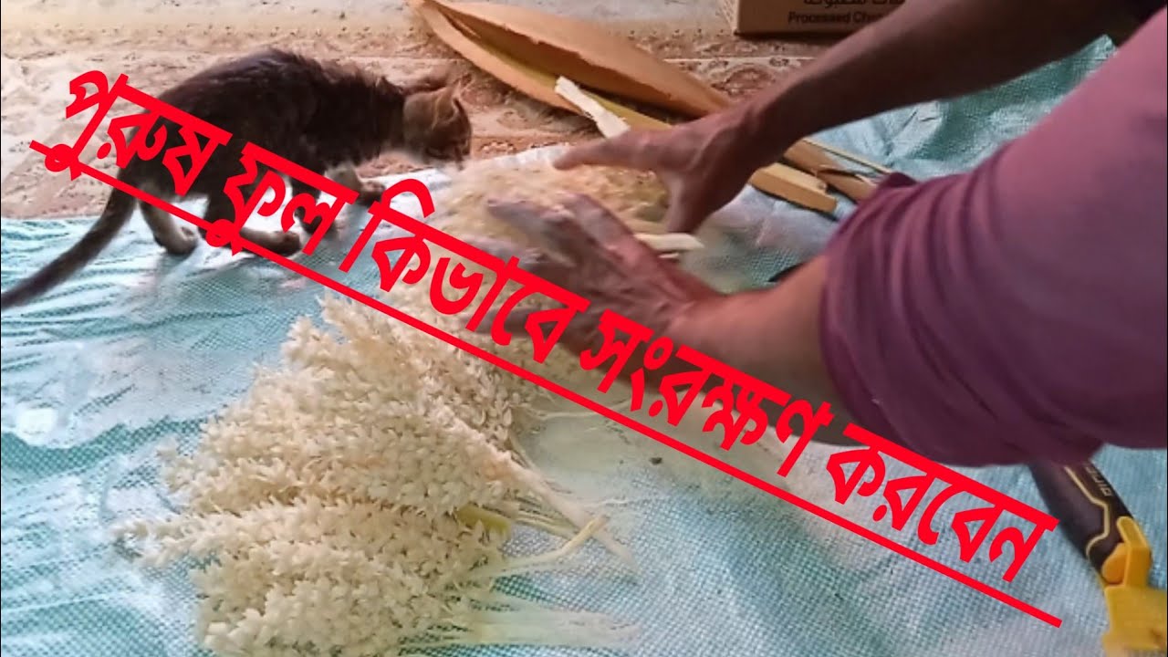 খেজুর গাছের পুরুষ ফুল কিভাবে সংরক্ষণ করবেন।