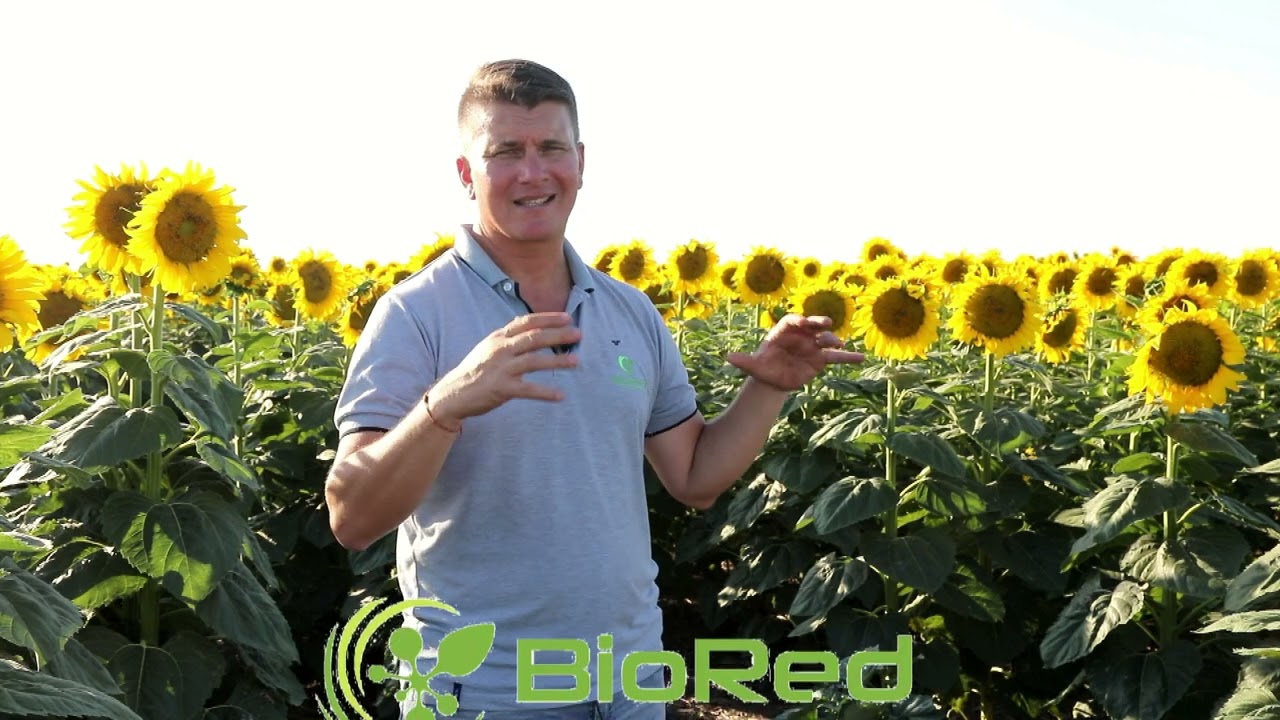 cultivo de Girasol Sobre Cultivo de Servicio