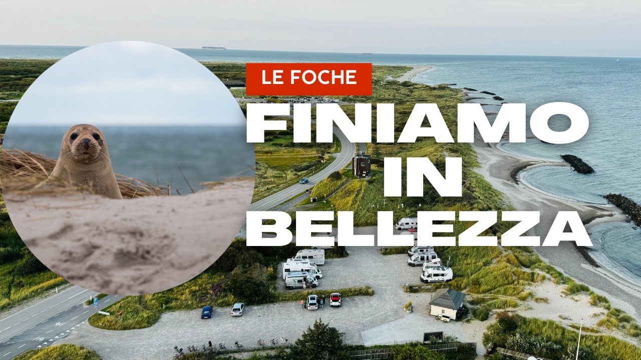 LA FINE DEL VIAGGIO _ VEDIAMO LE FOCHE _ DANIMARCA in CAMPER pt 5