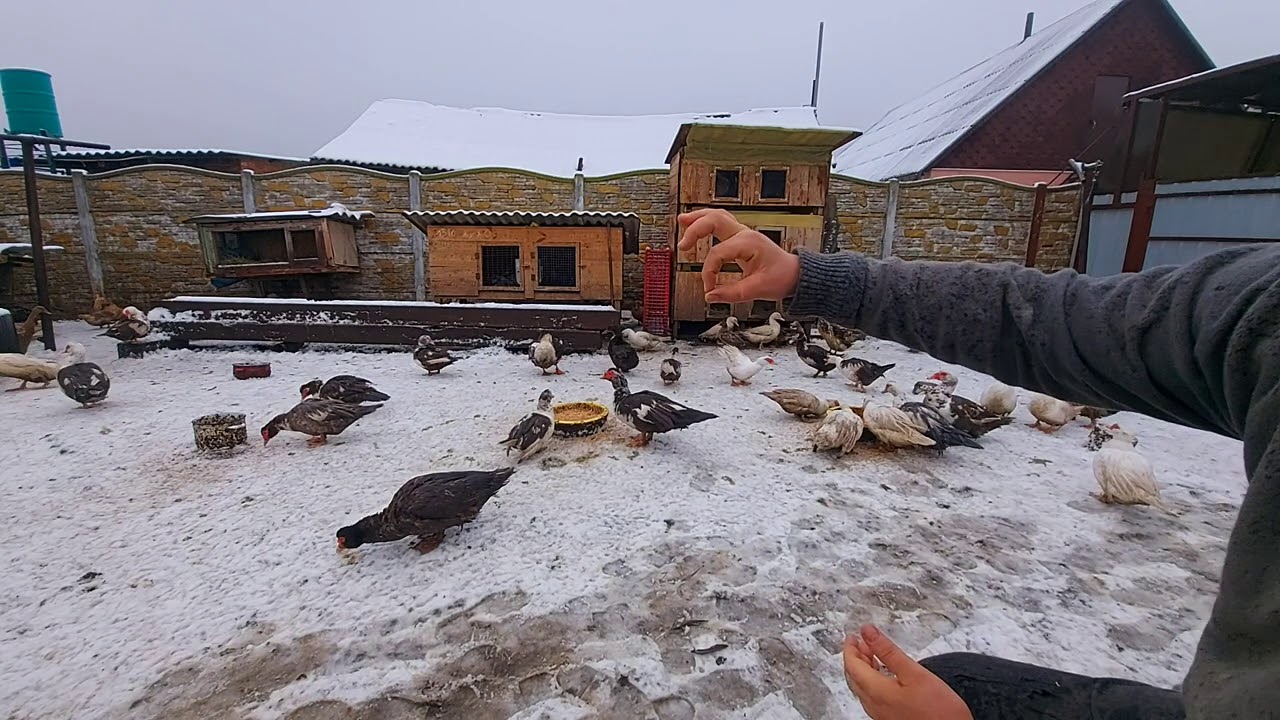 сколько дней собирать яйцо на инкубацию??