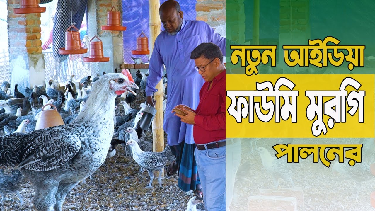 নতুন আইডিয়া ফাউমি মুরগি পালনের। কোনটা আপনার জন্য জেনে নিন এই ভিডিওটিতে