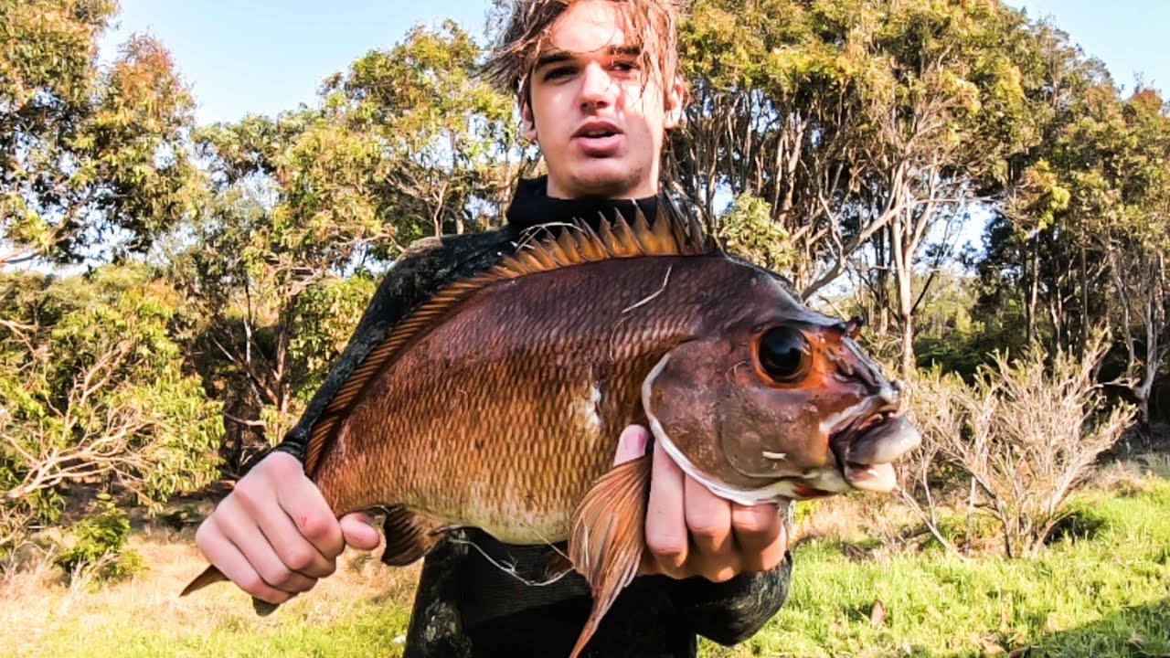 SPEARFISHING NSW - Fish Salad AMAZING LOOKOUT