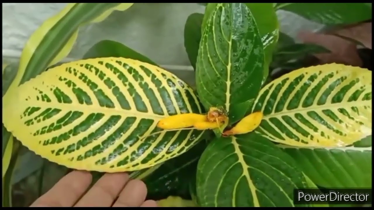 Sanchezia Perinneal ornamental plant- Propagation by cuttings, 90 days update//Complete Care