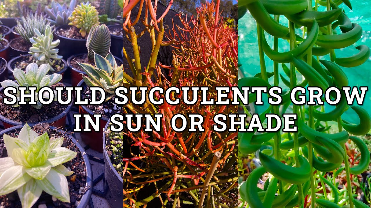 Should Succulents Grow In Shade Or Sun