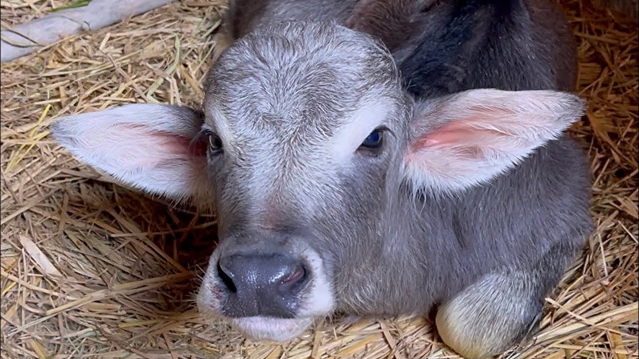 ام العجل عنتر ولدت عجل صغير | ايمن محمد