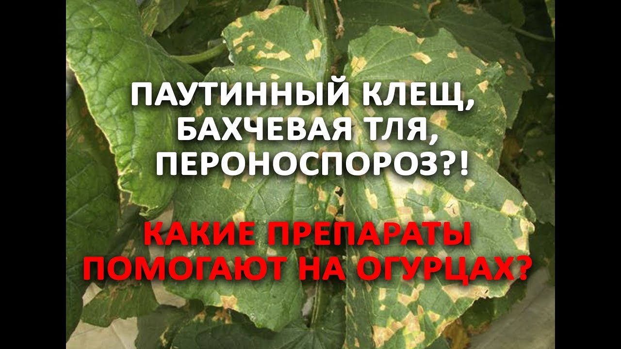 Паутинный клещ, бахчевая тля, пероноспороз?! Какие препараты помогают на огурцах?