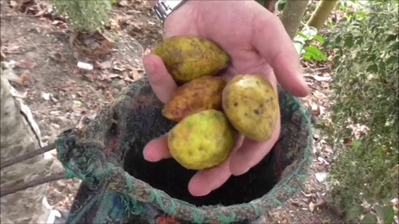 RECOLECCIÓN DE FRUTOS SILVESTRES / WILD FRUITS