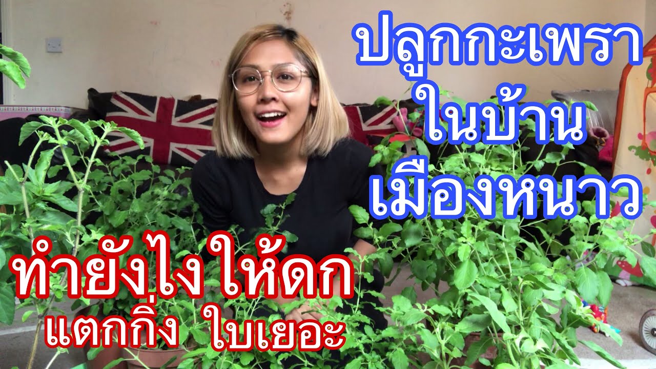 ปลูกกะเพราเมืองหนาว| ลูกสะตออินเตอร์