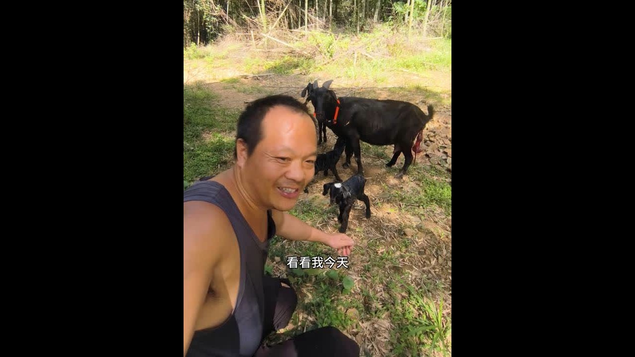 分享我收获的喜悦#大山里的风景就是这么美 #黑山羊养殖 #我的乡村生活 #乡村英才计划 #养殖人加油
