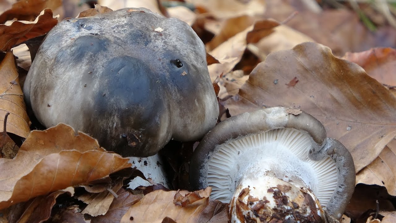 La seta de marzo ya está aquí. Hygrophorus marzuolus - March mushroom