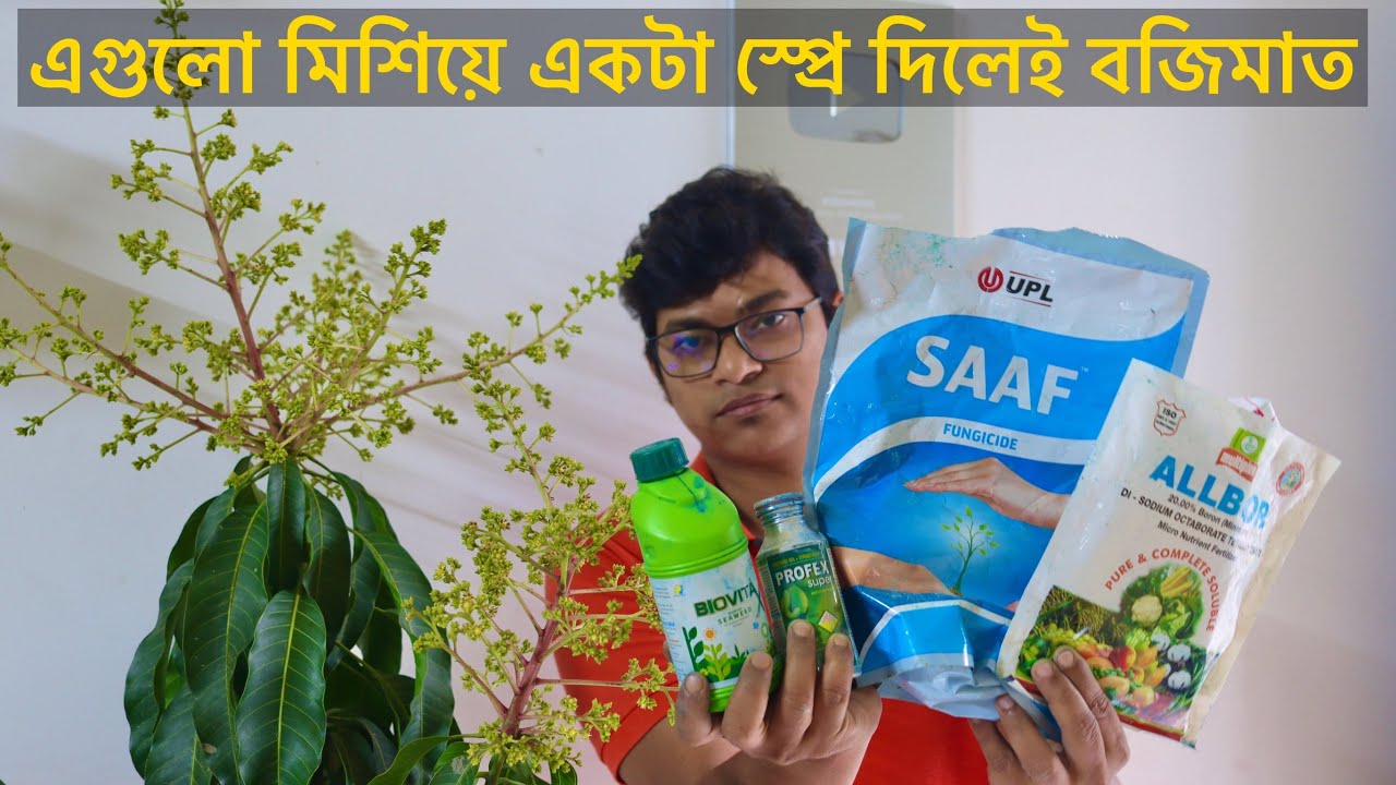 একটা স্প্রে তেই আমের গুটি হবে সেট | আমের অধিক ফলন ফলন পাবেন কিভাবে ? how to grow tons of mango