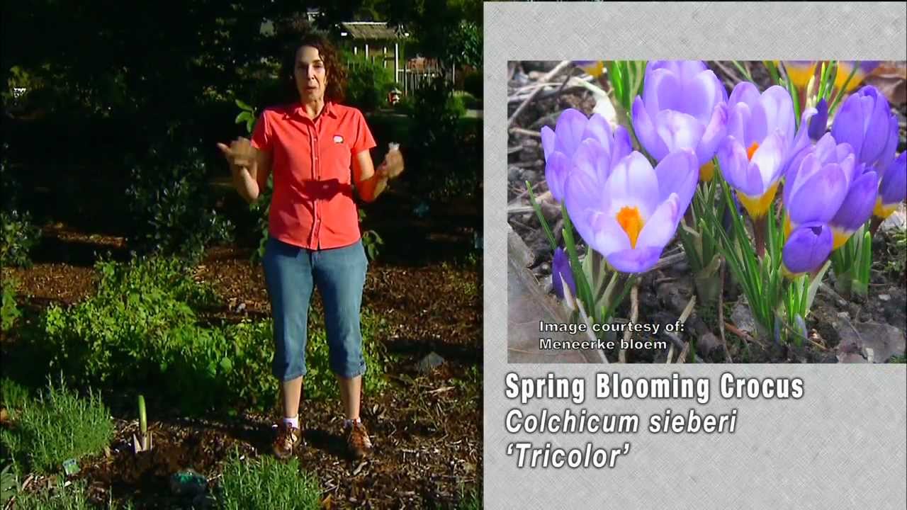 Planting Saffron Crocus