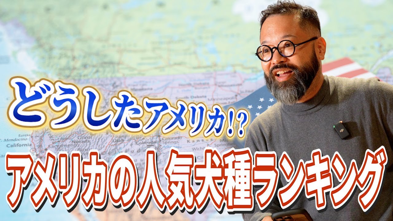 【人気犬種ランキング】意外すぎる結果！？アメリカのイメージと全然違うぞ