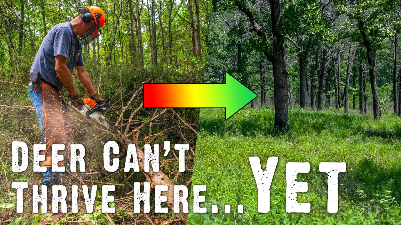 Transforming Closed Canopy Timber into Productive Wildlife Habitat