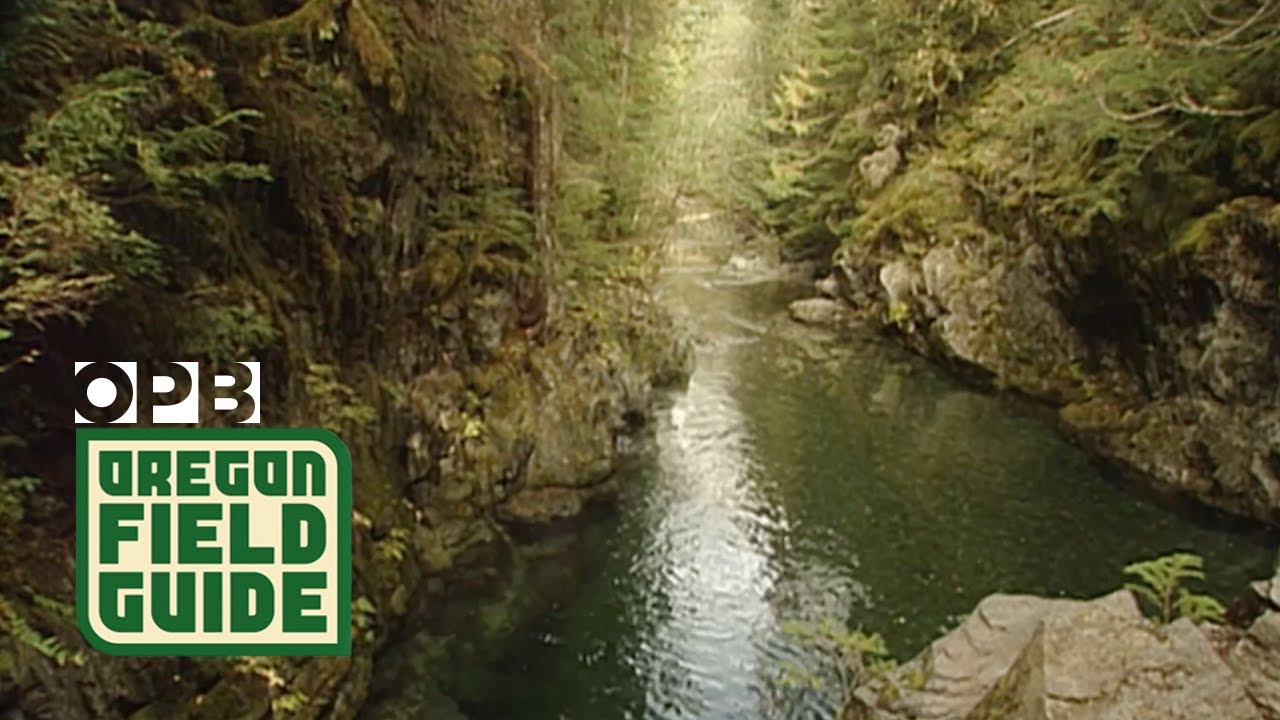 Opal Creek: A treasured legacy of the ‘Timber Wars’ | Oregon Field Guide from the OPB Archives