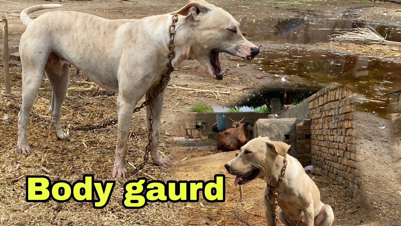 Brave bully female dog arrived