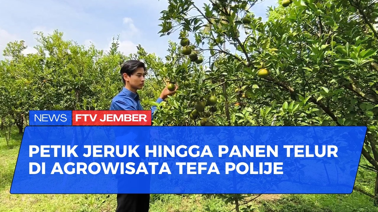 MENGINTIP KESERUAN AGROWISATA TEFA POLIJE