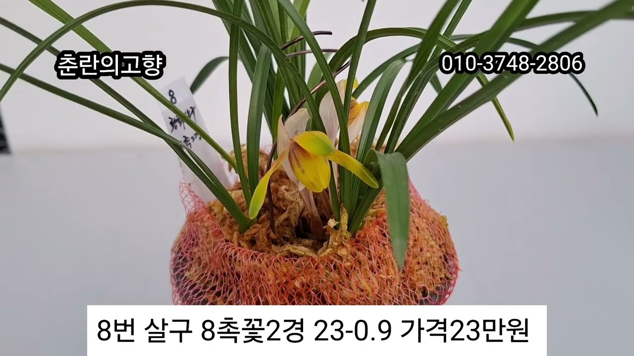 3월9일(월) 한국춘란 명품 특종자목 반려식물 #명명품 #산채품 #엽예품 #화예품 #원홍설 #신라 #자앵두 #계백 ##황중투 #홍화 #산반녹호 #살구