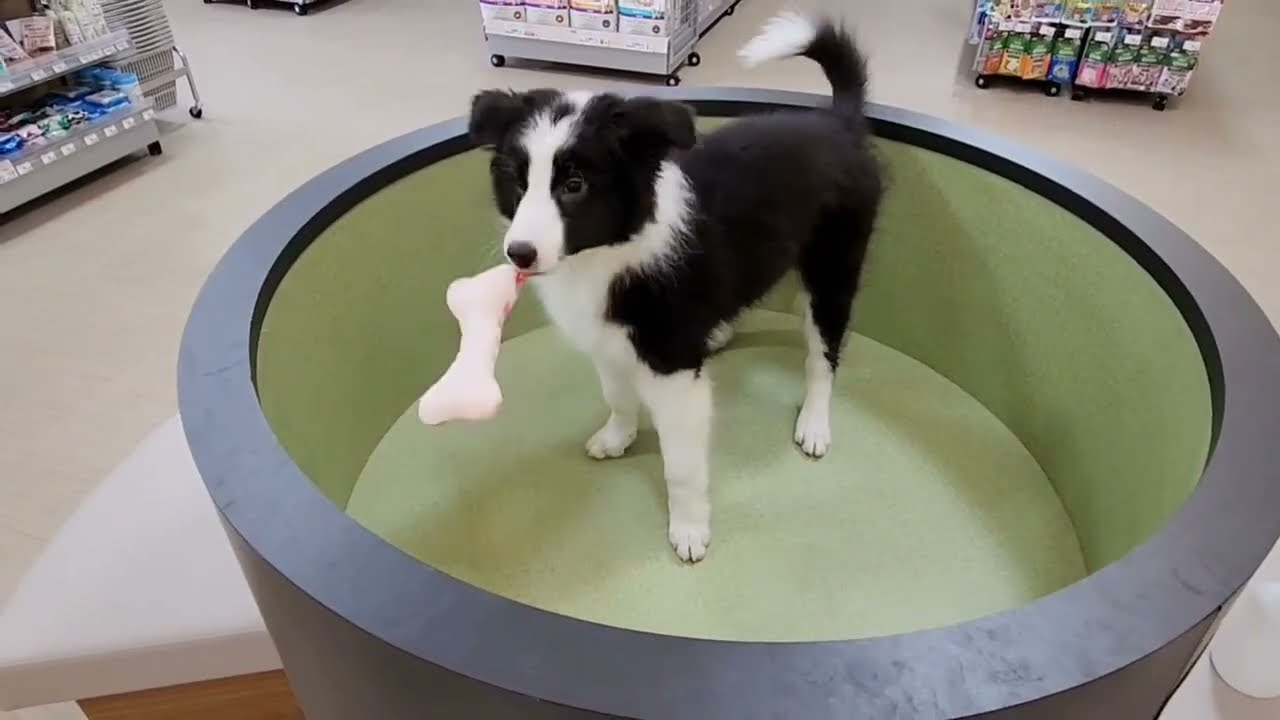 おもちゃをブンブン振り回すボーダーくん(^^♪ペットショップ犬の家＊京都精華店＊