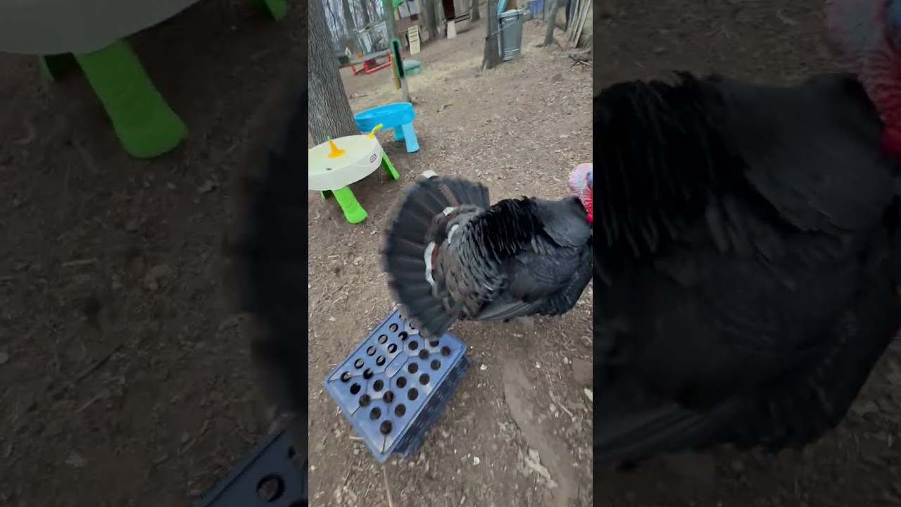 Gathering eggs ￼