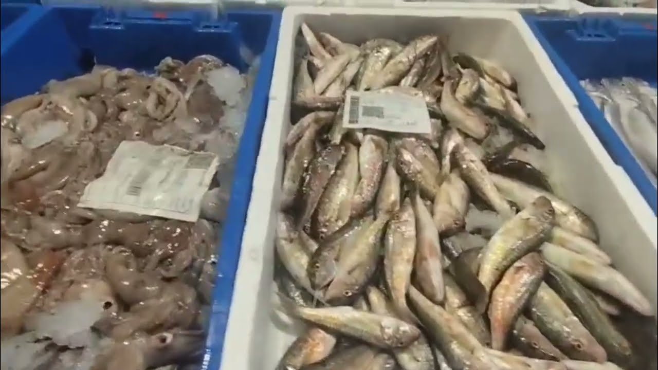 انواع السمك 🐟🐠🦐🐙🦐🦈 طري وجديد  وبتمن مناسب