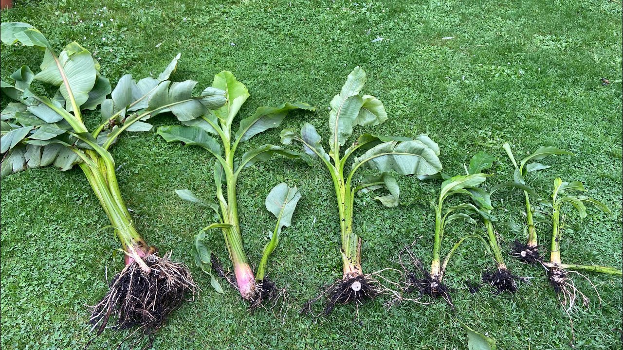 Banan Musa Basjoo variegata - wykopywanie, oddzielanie odrostów, przygotowanie do zimy, konkurs.