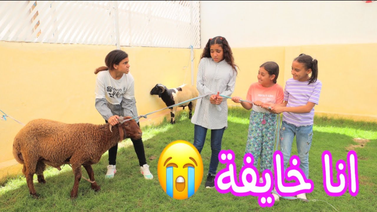 بنت صغيره تفرح بخروف العيد  ـ شوف حصل ايه !!
